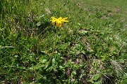 93 Arnica montana